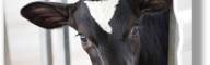 Dairy Management Consulting_home page slider (9)