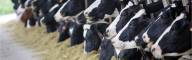 Dairy Management Consulting_home page slider (10)