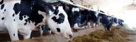 Dairy Management Consulting_home page slider (1)