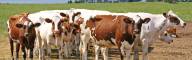 Dairy Management Consulting_home page slider (5)