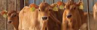 Dairy Management Consulting_home page slider (17)