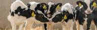 Dairy Management Consulting_home page slider (4)