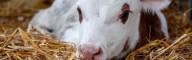 Dairy Management Consulting_home page slider (2)