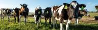 Dairy Management Consulting_home page slider (8)