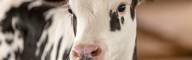 Dairy Management Consulting_home page slider (11)