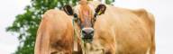Dairy Management Consulting_home page slider (15)