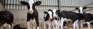 Dairy Management Consulting_home page slider (13)