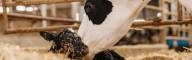 Dairy Management Consulting_home page slider (6)